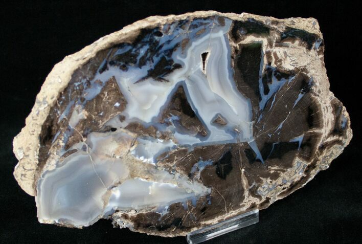 Blue Forest Petrified Wood Slice - x #12640